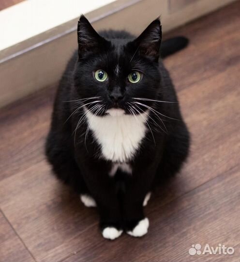 Кот Богдан ищет родителей