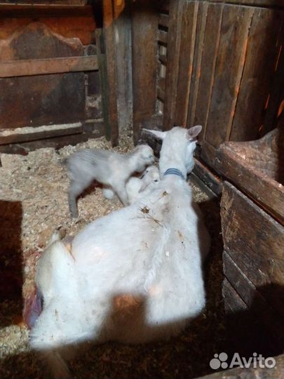 Козье молоко