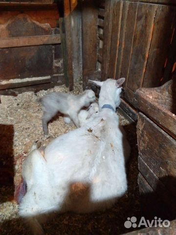 Козье молоко