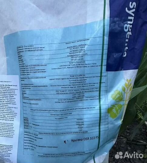 Семена озимого рапса сингента