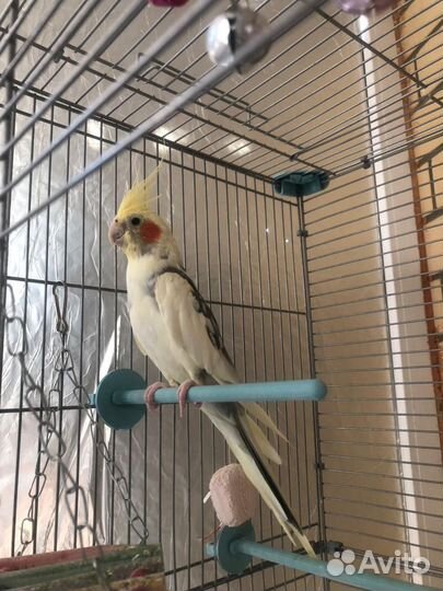 Попугай корелла