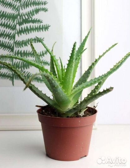 Алоэ лечебный