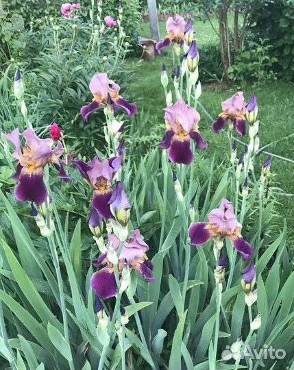 Ирисы бородатые