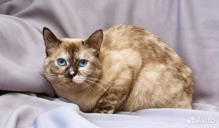 Уникальная голубоглазая кошка Мозаика в дар