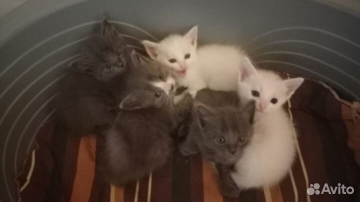 Котята в добрые руки приучены к лотку