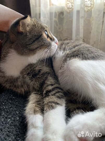 Кошка в дар