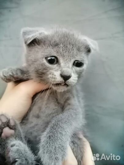 Котята в добрые руки бесплатно