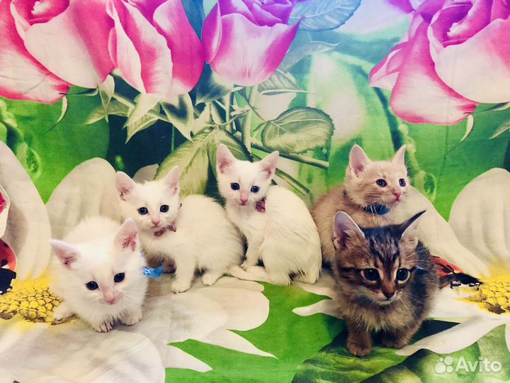 Чудесные котятки