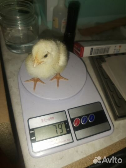 Бройлер росс 308