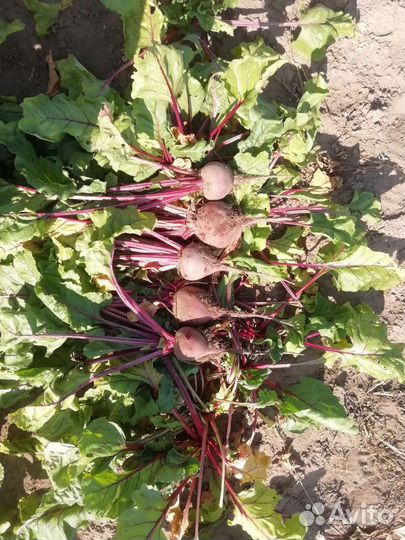 Свекла оптом