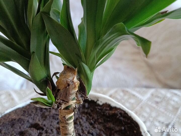 Драцена (пальма)