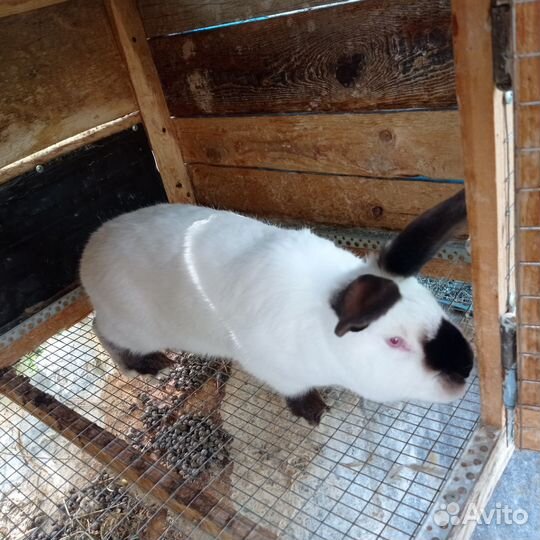 Колифорнийские кролики на племя