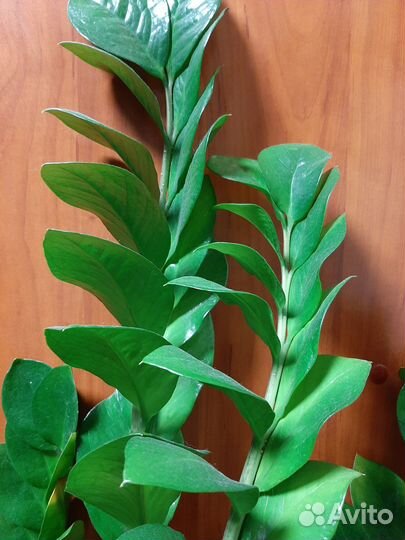 Замиокулькас. 140см