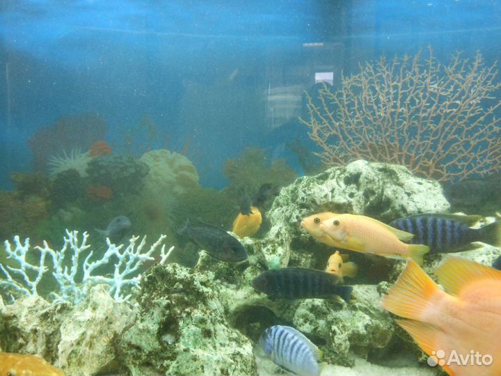 Чистка аквариума. Услуги аквариумиста