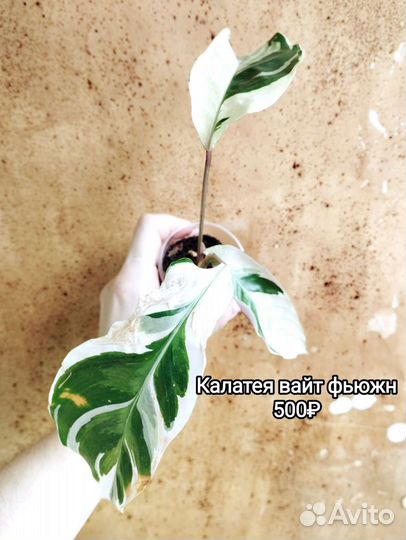 Калатея и ктенанта