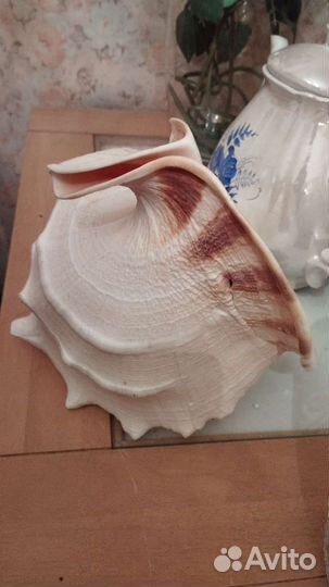 Ракушка,тигр