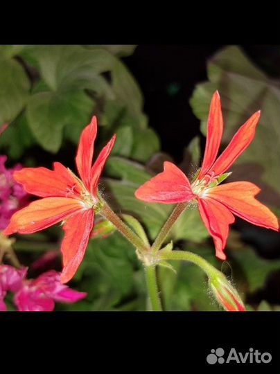 Пеларгония