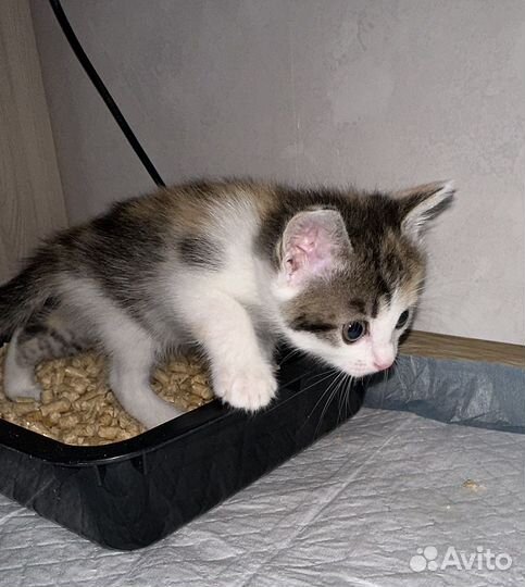 Котомалыши