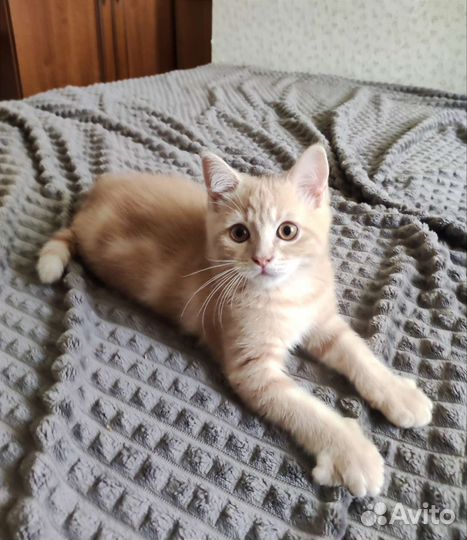 Британские котята