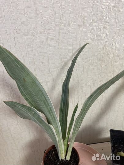 Фикус Альтисима