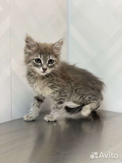 Котята в добрые руки бесплатно