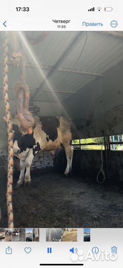 Крс быки телки