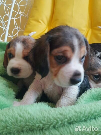 Щенки бигль