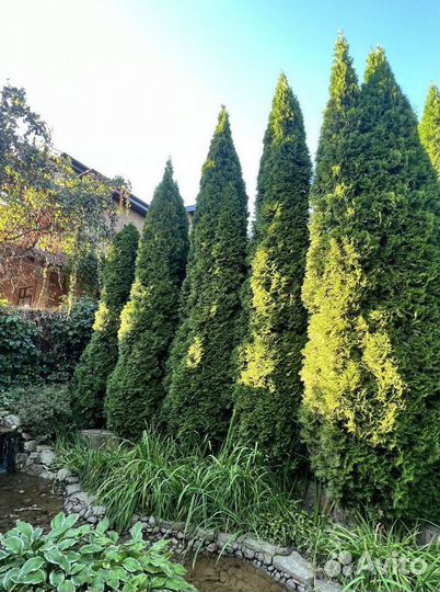 Туя Смарагд с гарантией приживаемости