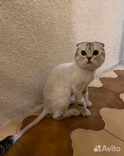 Грумер стрижка собак с выездом на дом