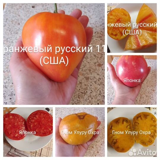 Семена томатов