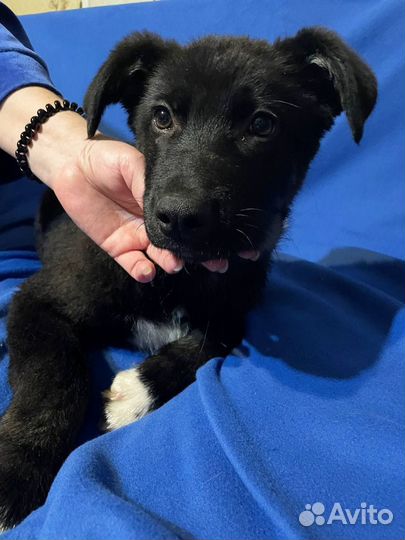 Щенок Багира в добрые руки бесплатно