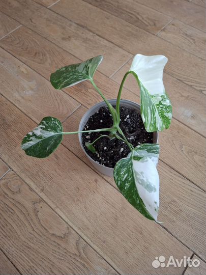 Монстера вариегатная альба краснодар