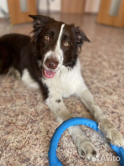 Dog-тренер, кинолог, передержка