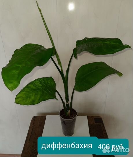 Комнатные цветы