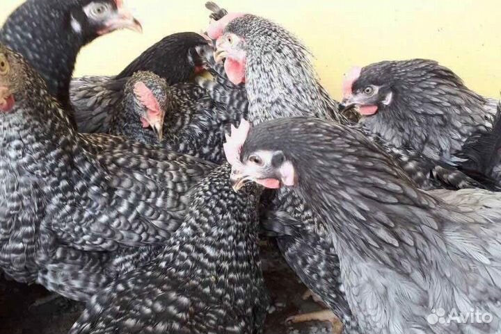 Куры молодки несушки рыжие белые доминанты