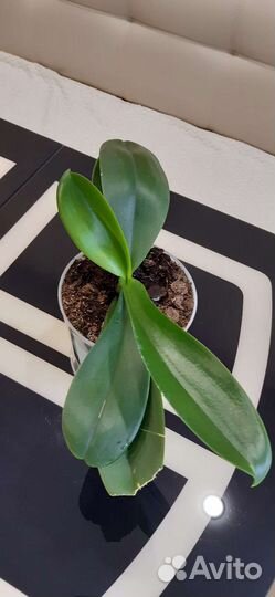 Орхидея белая