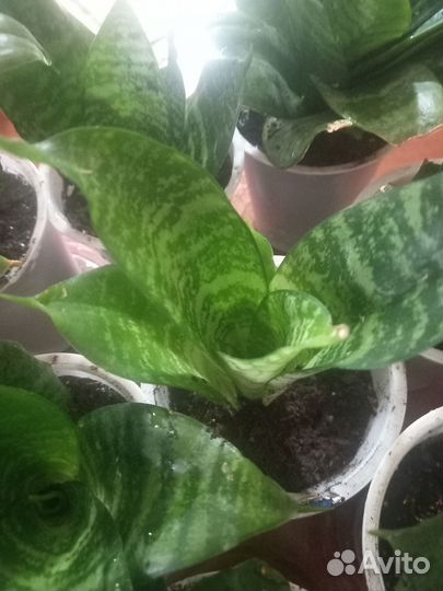 Сансевиерия ханни mini