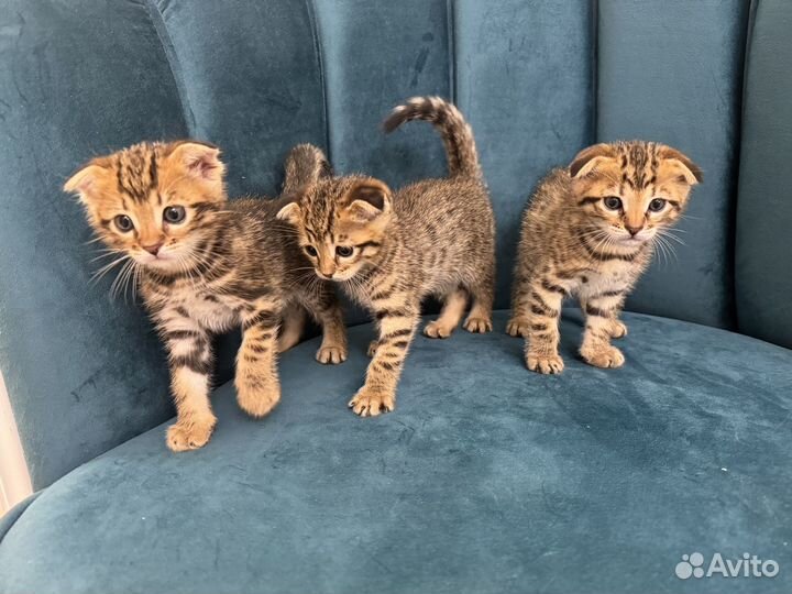 Котята в добрые руки даром