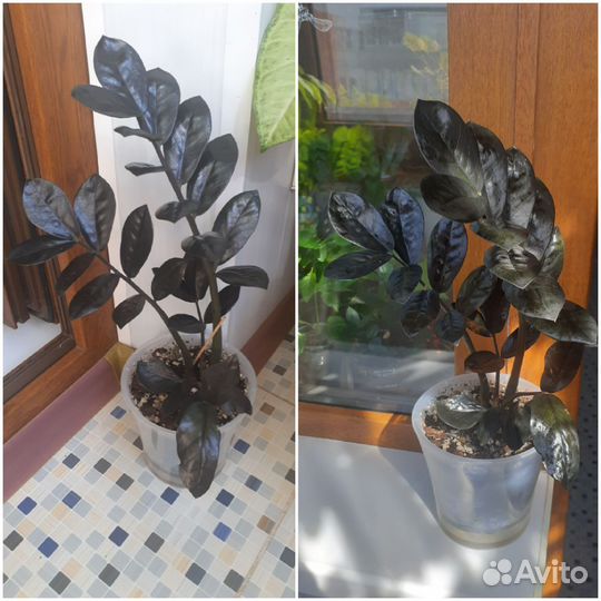 Замиокулькас Зензи, Равен