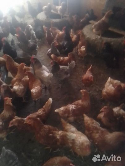 Куры и петухи