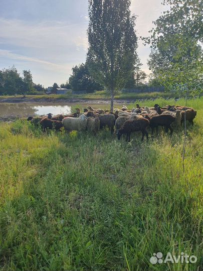 Овцы