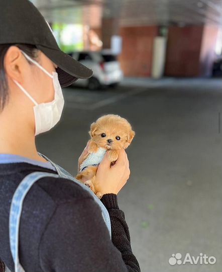 Девочка мальтипу, микро размер из Кореи