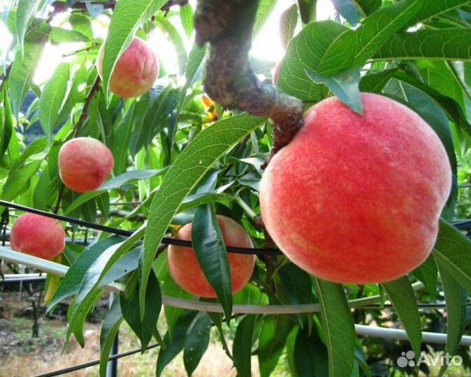 Саженцы персика Биг Сан Хина
