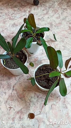 Кротон кодениум