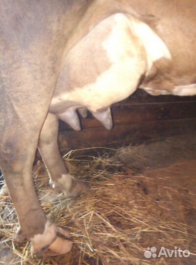 Коровы на выбор порода швиц