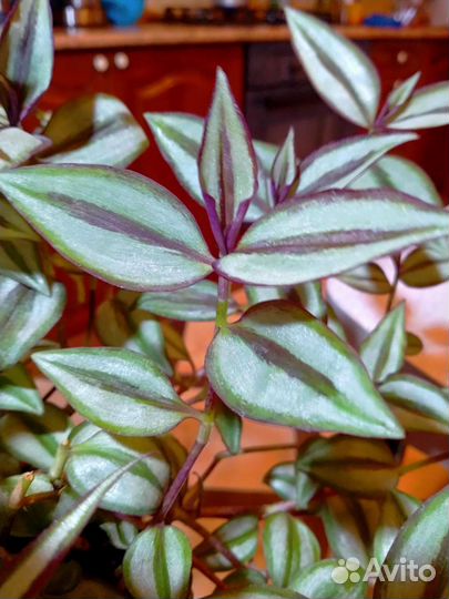 Традесканция зебрина