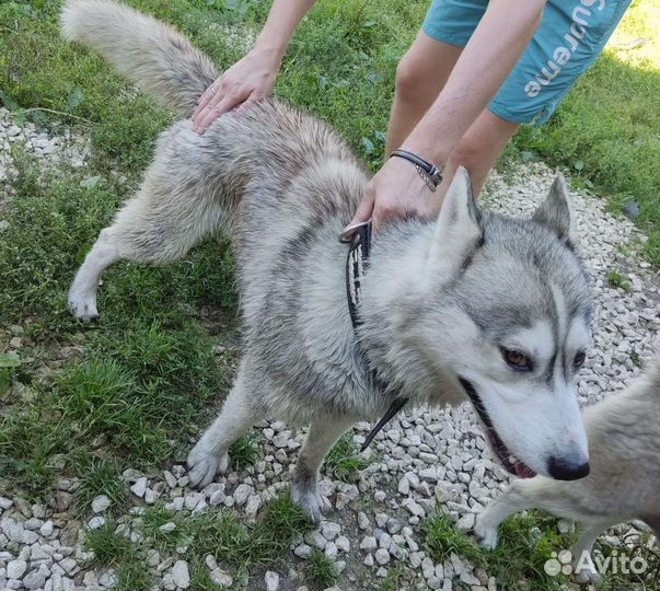 Сибирский хаски