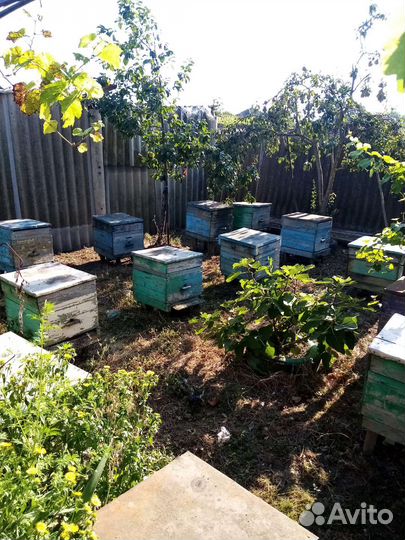 Пчелы и улья