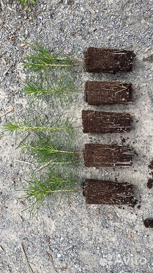 Сеянцы сосны зкс