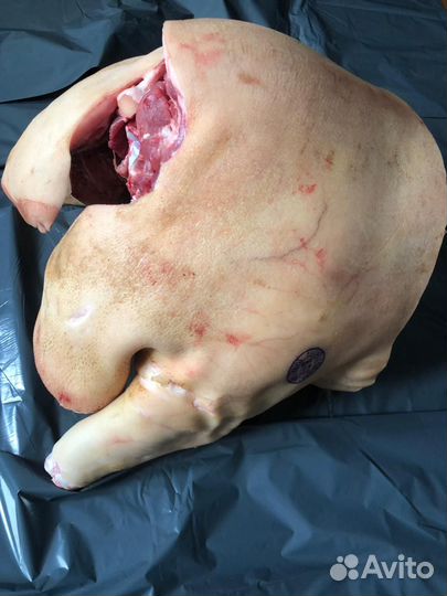 Передок Домашнего Поросенка